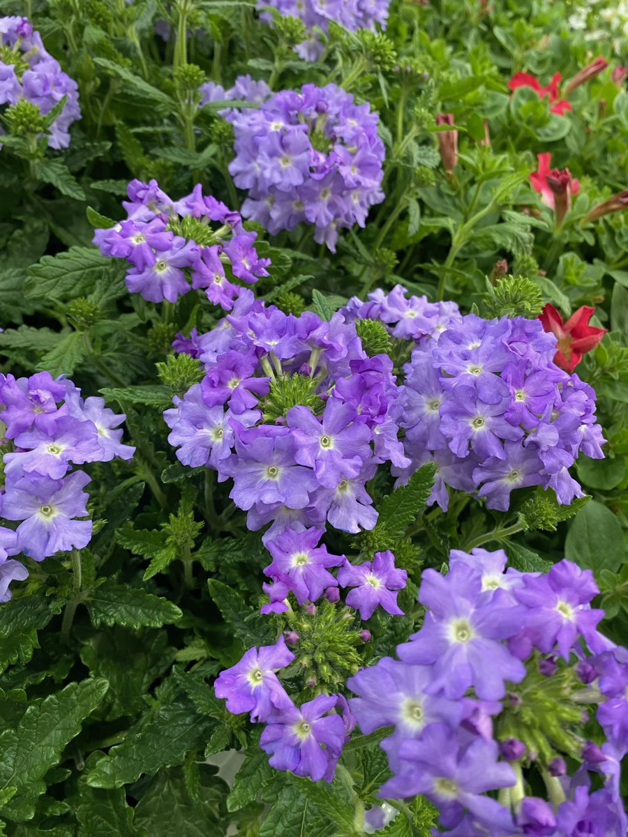 CCCPA2's tweet image. 