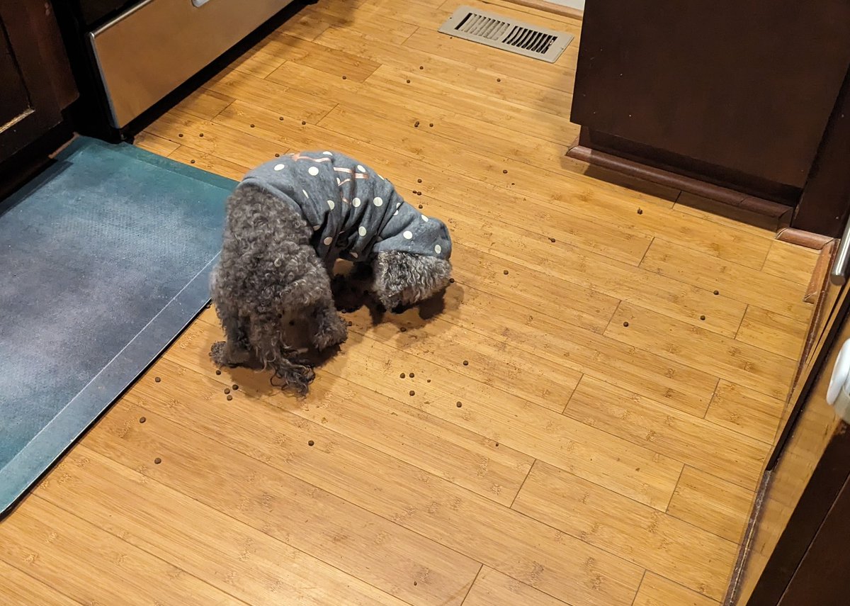 Day 10: clean up
There's a bunch of kibble on the floor. I guess I have no choice but to clean it up. 

#dogsoftwitter #PostAFavPic4VioletMay24 @Violet_theNewfy