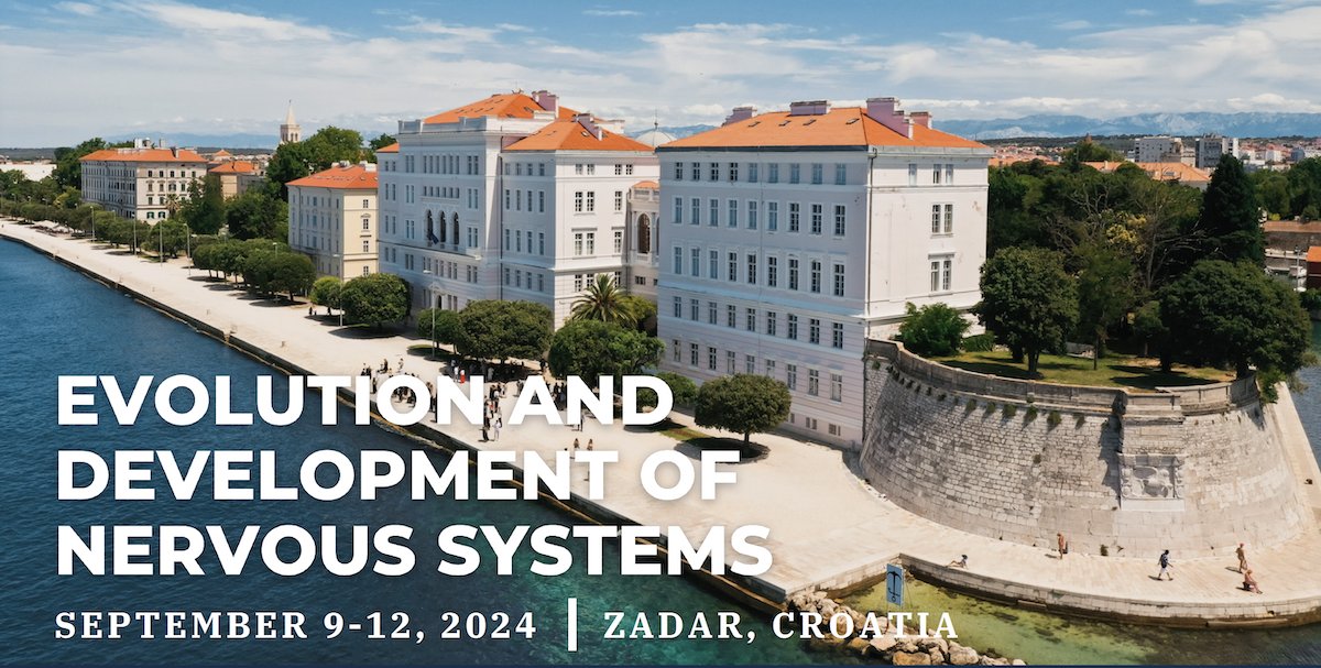 The upcoming “Evolution and Development of the Nervous Systems” #conference, co-organized by @YaleNeuro’s Nenad Sestan, MD, PhD, will be held September 9-12, 2024, in Zadar, Croatia. Abstract #submissions accepted until May 15 at brnw.ch/21wJES5. #medtwitter