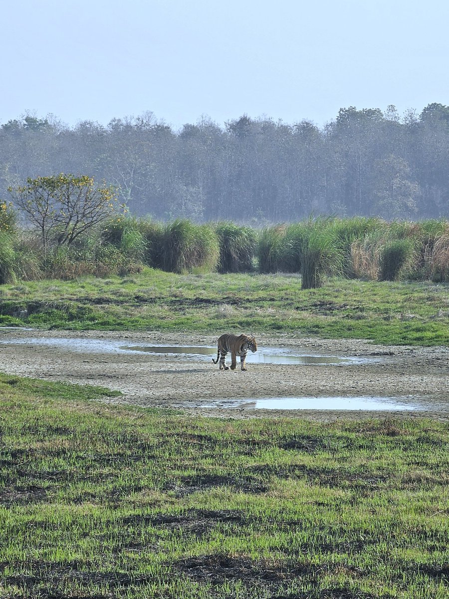 Tiger 🐅 
Dudhwa Tiger Reserve 

Join me on private safaris for Dudhwa Tiger Reserve #SafariwithSalman

#Dudhwanationalpark #terai #tigers #nature #wildlife #wildlifephotography
