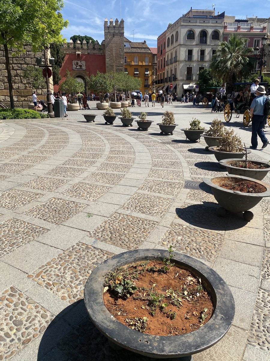 Si el @Ayto_Sevilla cuida así las plantas a las puertas del Alcázar, las mata de sed, imaginar lo que hace en los barrios #Sevillahoy