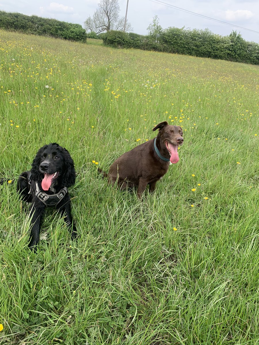 Today is my 10th birfday frends, and I’ve had zoomies with my brother Oscar. Happy Birthday me! #dogsoftwitter #FridayFeeling #birthday