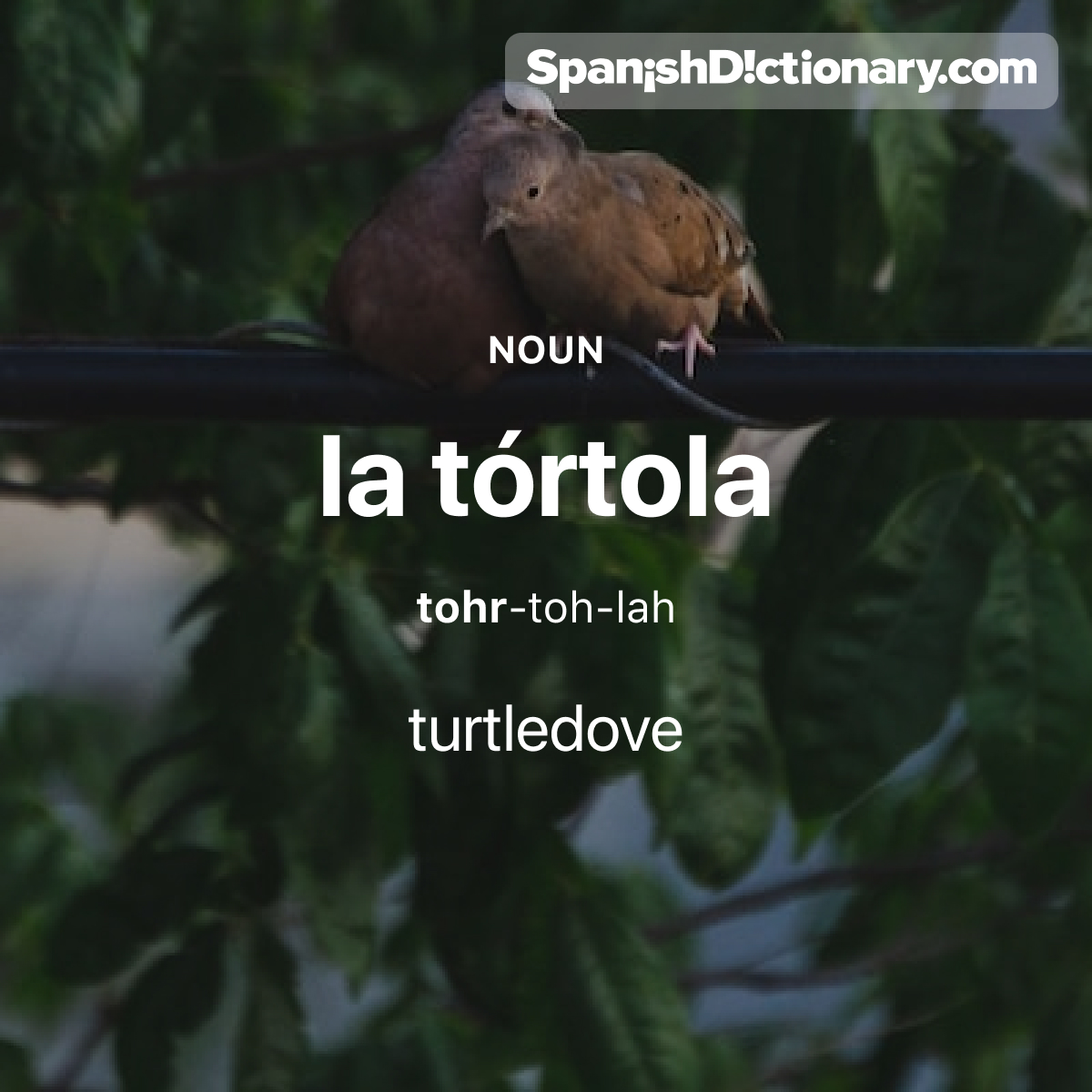 Today's #WordOfTheDay is 'tórtola.' 🕊️ For example: Dos tórtolas estaban posadas en la rama.  - Two turtledoves were perched on the branch.
.
.
.
#EstudiaEspañol #StudySpanish #AprendeEspañol #LearnSpanish #Español #Spanish #LearningSpanish #PalabraDelDia #tórtola #turtledove