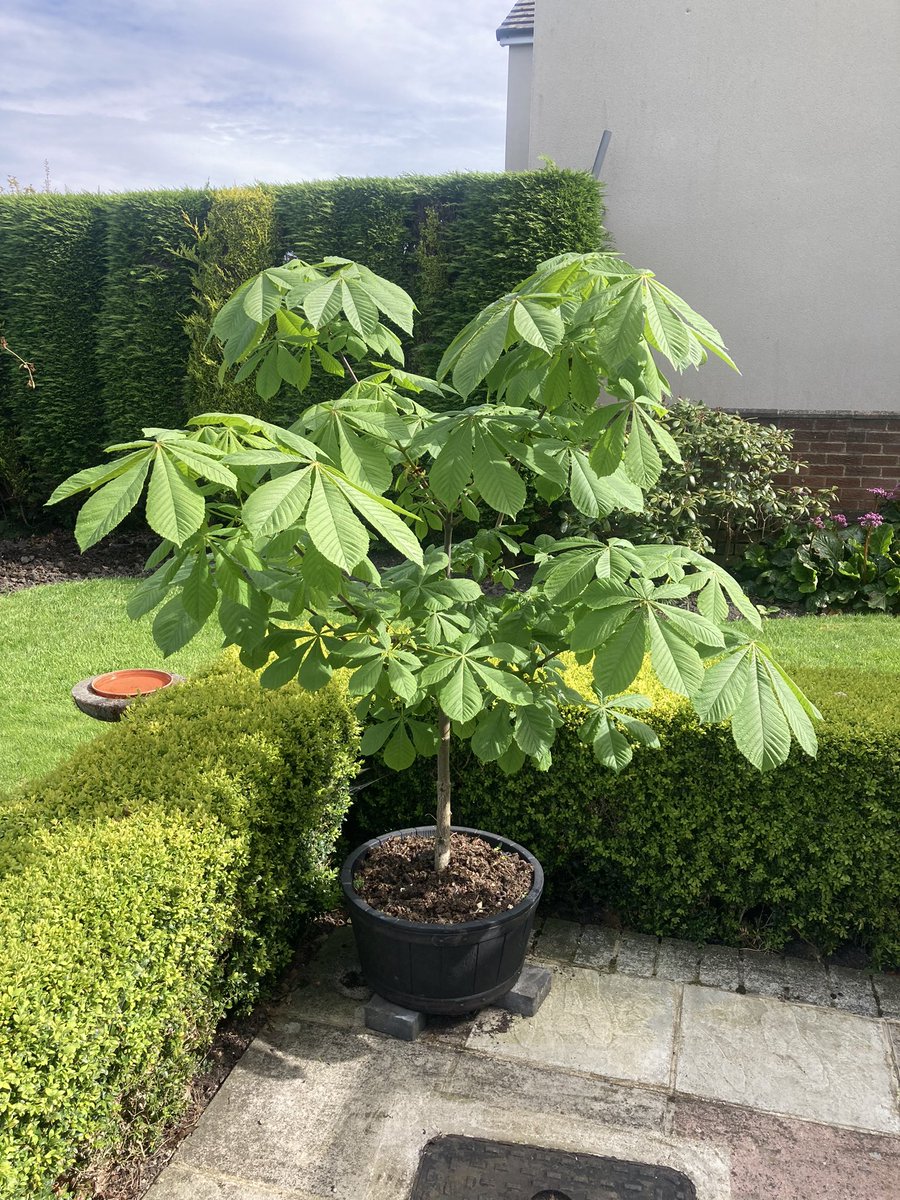 The Grandkids planted conker about 4 years ago, it’s doing canny.