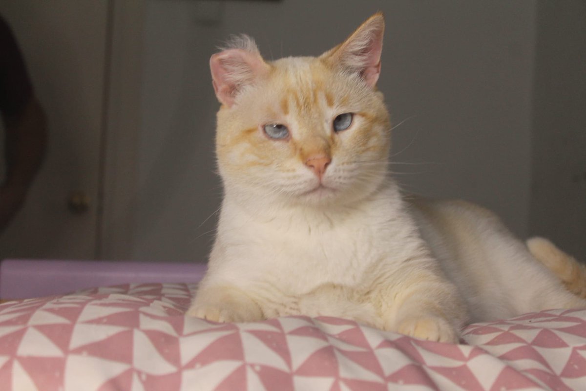 SfHuellas's tweet photo. BAROLO 🤍

Este gatito de 5 años es todo un amor, cariñoso, mimoso y juguetón. Tiene vacunas al día, castrado, chip, desparasitado, test FELV/FIV (negativo). 

La recuperación de este gatito fue maravillosa, estaba en una colonia muy delgado, https://t.co/ayYCVjaV97