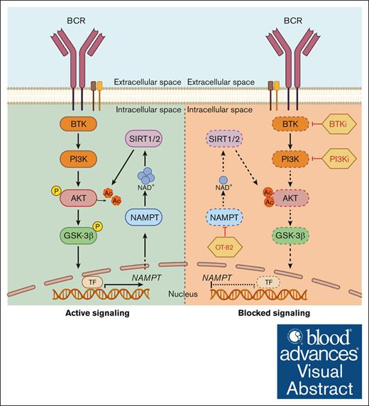 BCR cross-linking activates a positive feedback loop including NAMPT and sirtuins and converging on AKT activation. ow.ly/Q4yz50RyP6a #lymphoidneoplasia