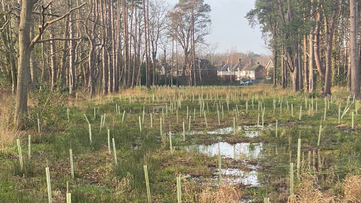 We have worked with residents and community groups to plant over 36,000 new trees across the county during the last tree planting season and remain on track to plant 1.2 million trees by 2030. More details here: orlo.uk/PYNyL