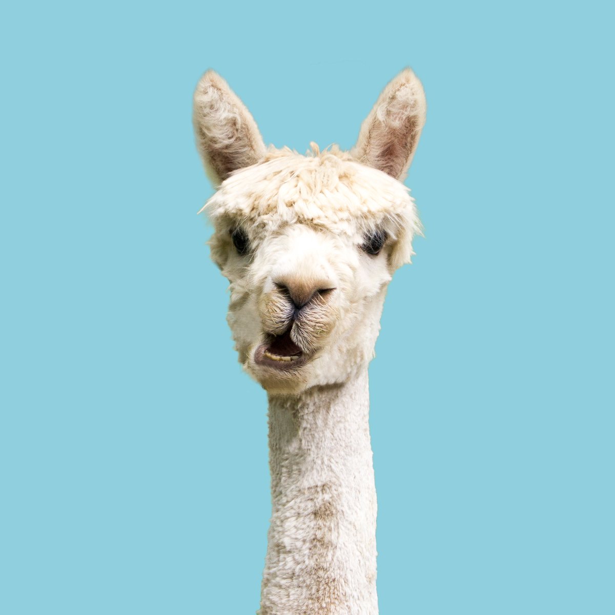 Just popping by to say that alpacas will be visiting the Ralph Ellison Library on May 21! This is your chance to hear more about alpacas - plus have the chance to pet them! Details: ow.ly/fECI50RyYQl