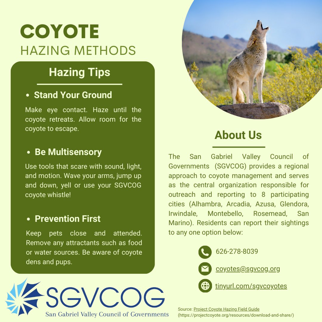 🐺 Coyotes might get too comfortable in urban areas if they find easy access to yards or food. If you spot them in your yard or driveway, it's time to haze them. Remember, effective hazing means standing your ground when they're close by, using multisensory tactics.