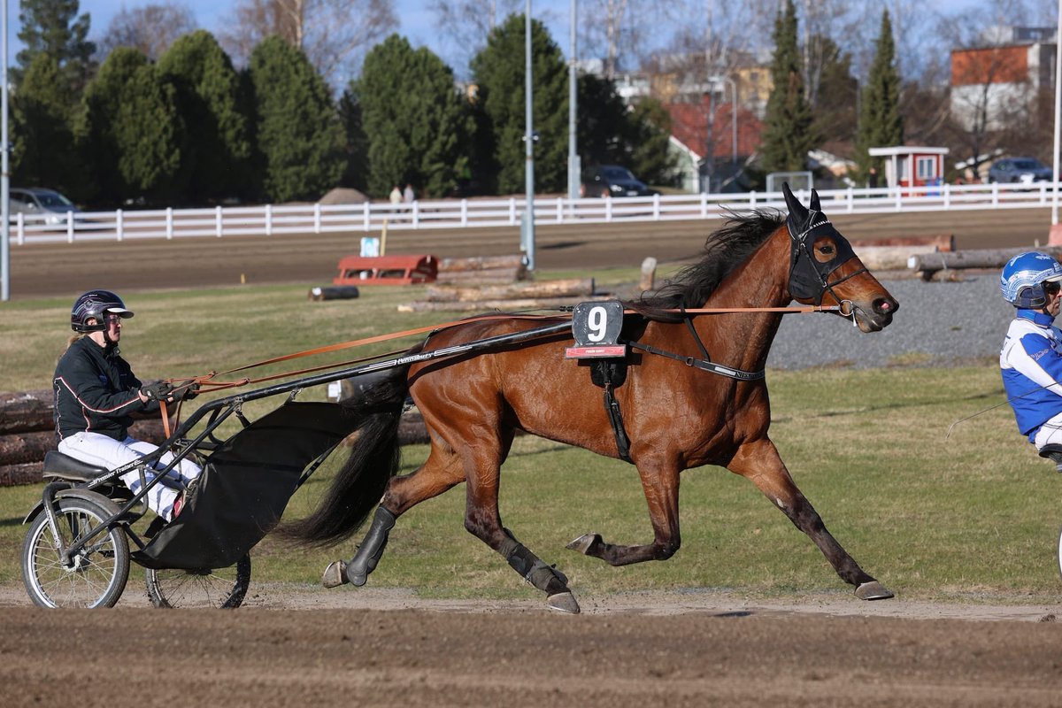 Leppis tänään @Jokimaanravit L4/3 rattailla Olli Jokinen. Kovassa seurassa ollaan, joten ehjä juoksu toiveissa👍 Tsemppiä Leppis❣️🐎 (Kuva: Kaisa Stengård 3.5.24 Pori) #callelaladybird #ravit talli #scuderiacoccinella