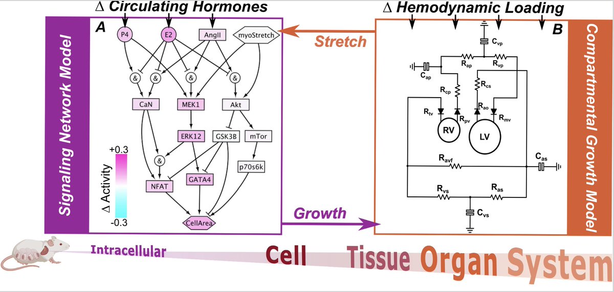 #ArticlesInPress: Computational model captures cardiac growth in #hypertensive pregnancies and in the postpartum period Molly S. Kaissar and Kyoko Yoshida ow.ly/W0yg50RBsw4 @kyokoyoshida @UMNews #Multiscale #GrowthandRemodeling #Hypertension