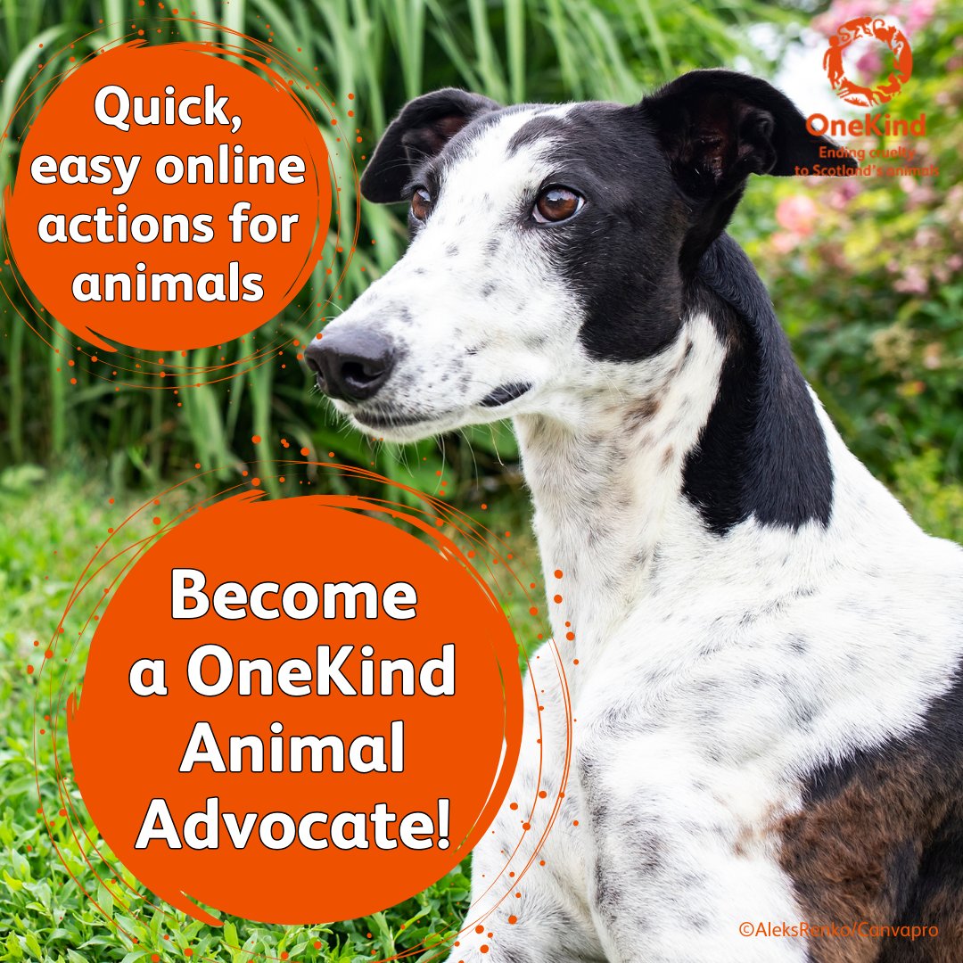 🦊OneKind’s goal is to end cruelty to Scotland’s animals - but we need YOUR help! 🙌 Animal Advocates are invaluable. Although they are easy & quick actions, lobbying decision-makers can have a huge impact on the welfare of animals. ➡️ Sign up today🔗 onekind.org/animal-advocat…