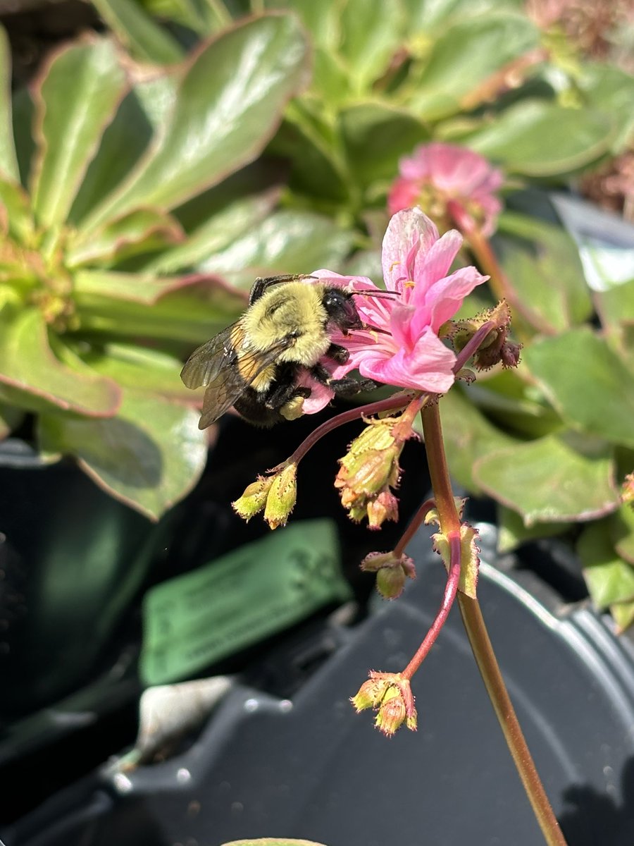 Went shopping for flowers and I found a lil friend! ☀️🐝