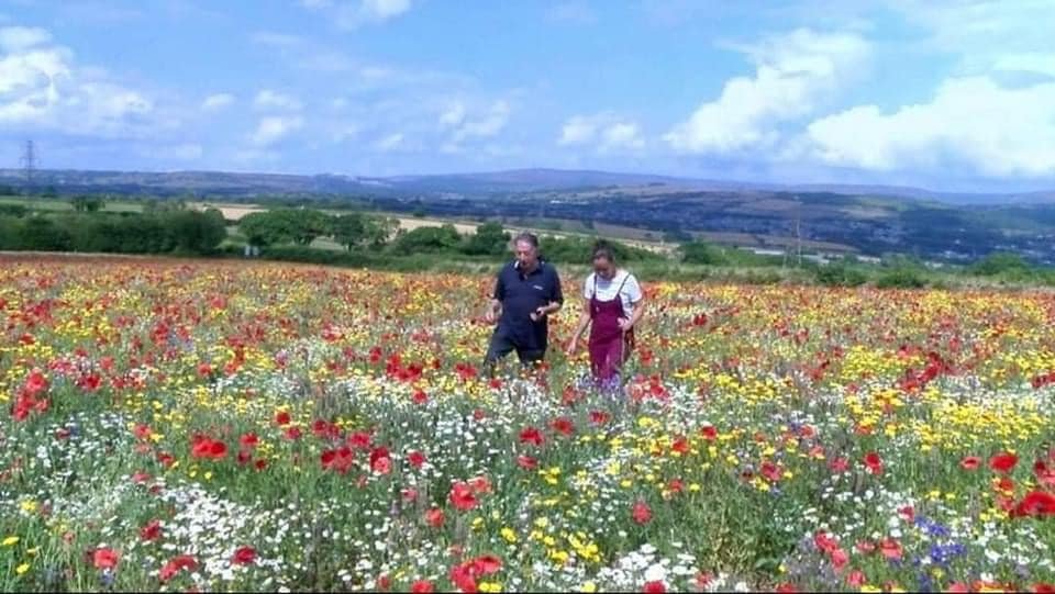 A 100-acre site of former farmland has been re-planted with wild flowers that have attracted thousands of insects. Having been a farmer for 65 years, Alan Ellis decided to diversify in retirement, and now the acres he owns near Ivybridge, Devon,