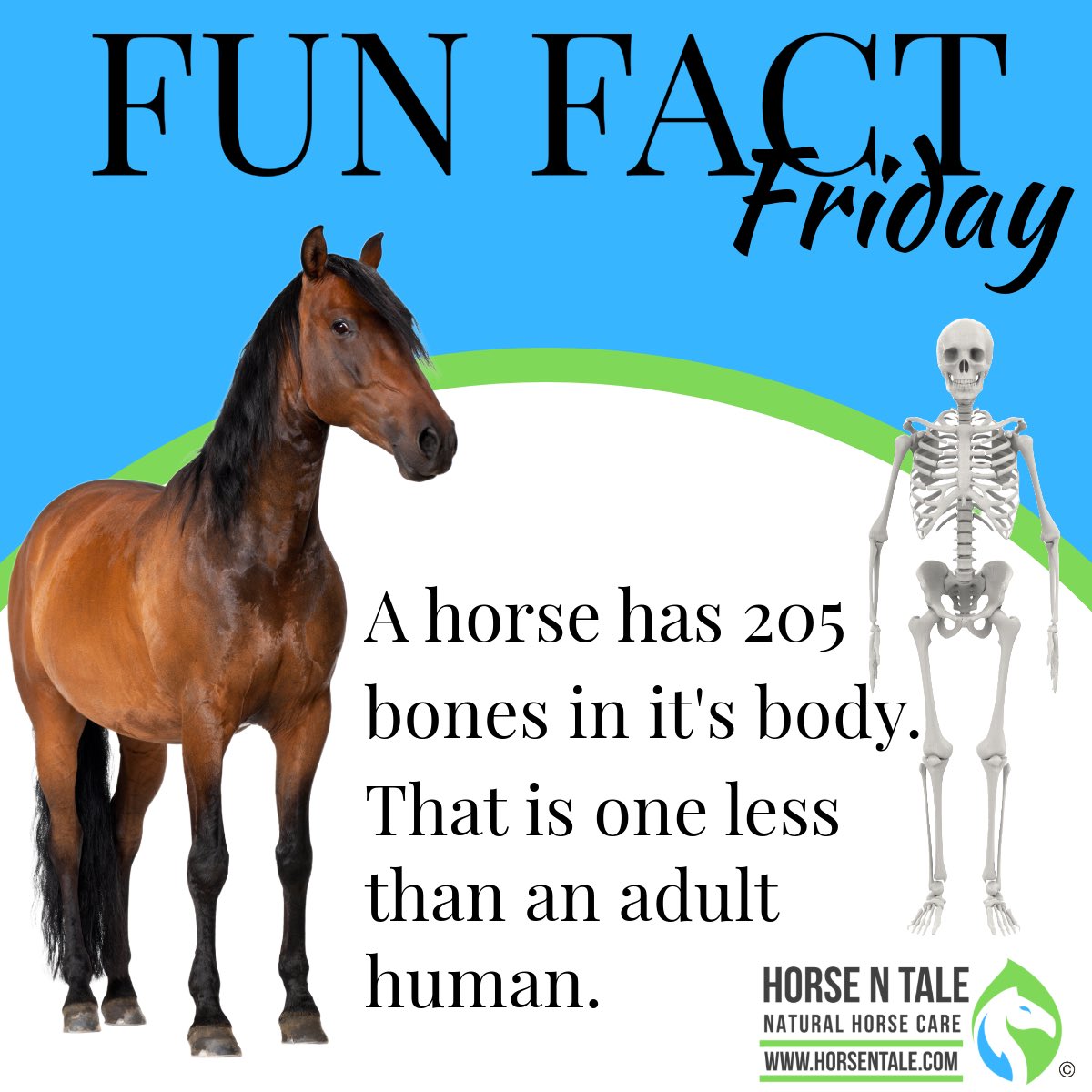 Fascinating Fun Fact Friday ! 

#horsentale #topicalequineproducts #naturalhorsecare #equine #horse #naturalingredients 
#teamhnt #teamhorsentale 
#horseshow #horses
#horselover #horseriding
#horseracing 
#friday #funfactfriday #fridays #fridayfeeling #funfriday