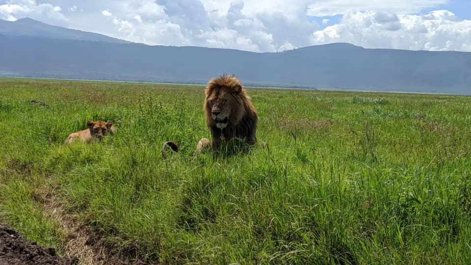 adventure with us today!

sayuniexpeditions.com/midrange-safar… 
.
.
#Serengeti #Lion #SayuniExpeditions #TanzaniaSafari #TanzaniaAdventures #Wildlife #NaturePhotography #SafariAdventure #BucketListExperience 🐾🌍