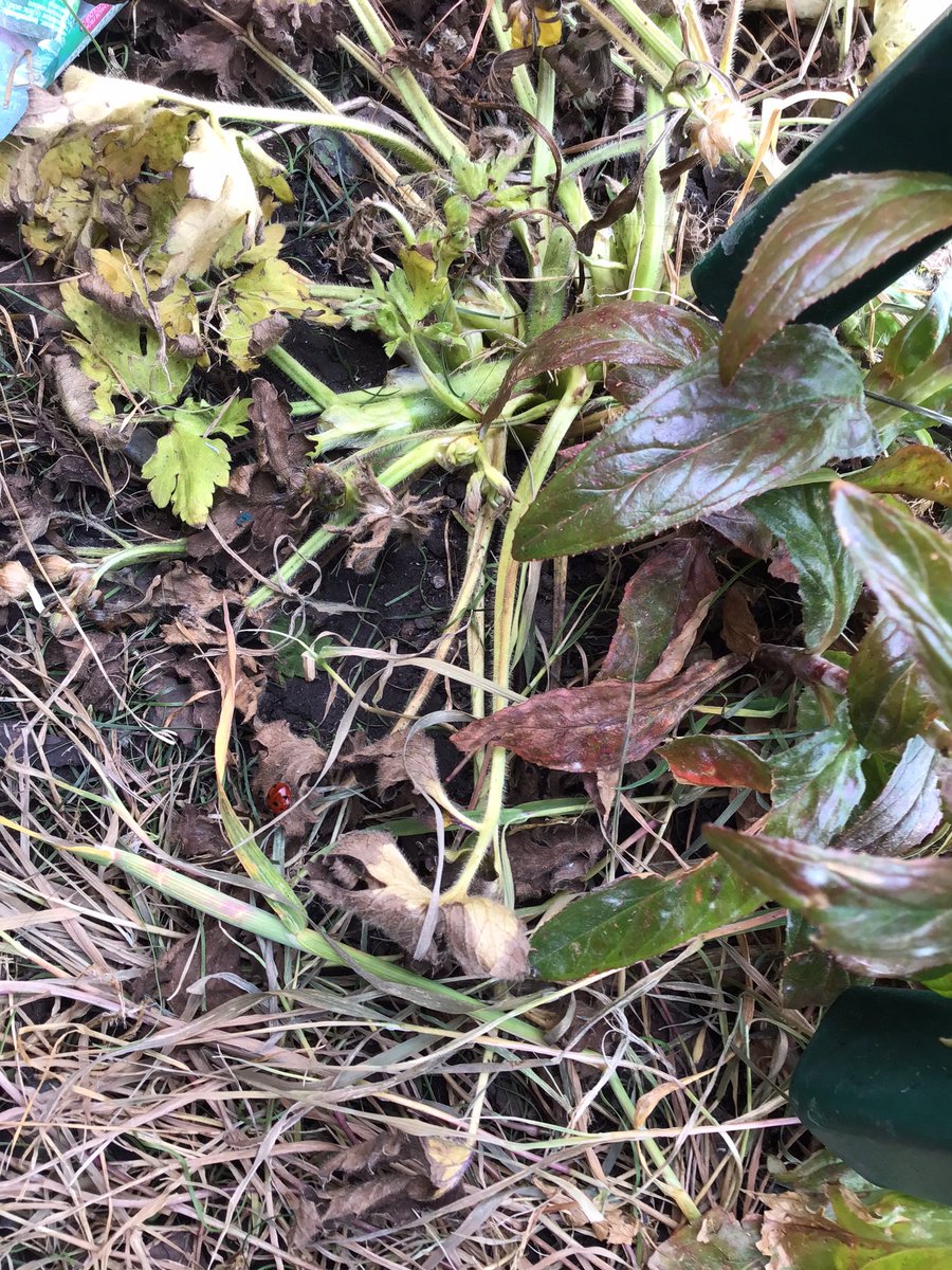 🪱Do minibeasts all like the same micro-habitat? This afternoon Year 1/2 investigated different micro-habitats and their conditions…🐞@TheWingsCE #science #creatingabetterfuture