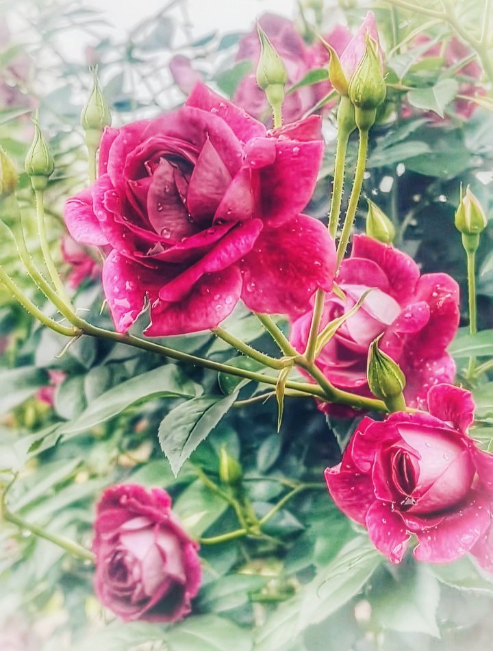 Roses in my garden rejoice in the fine rain⚘️ #FlowersOnFriday #flower誕生祭2024 #photooftheday #NaturePhotography #黄色の花 #ビタミンカラー #キショウブ #黄菖蒲 #写真パシャリ #にゃんこ商店 #TLを花でいっぱいにしよう