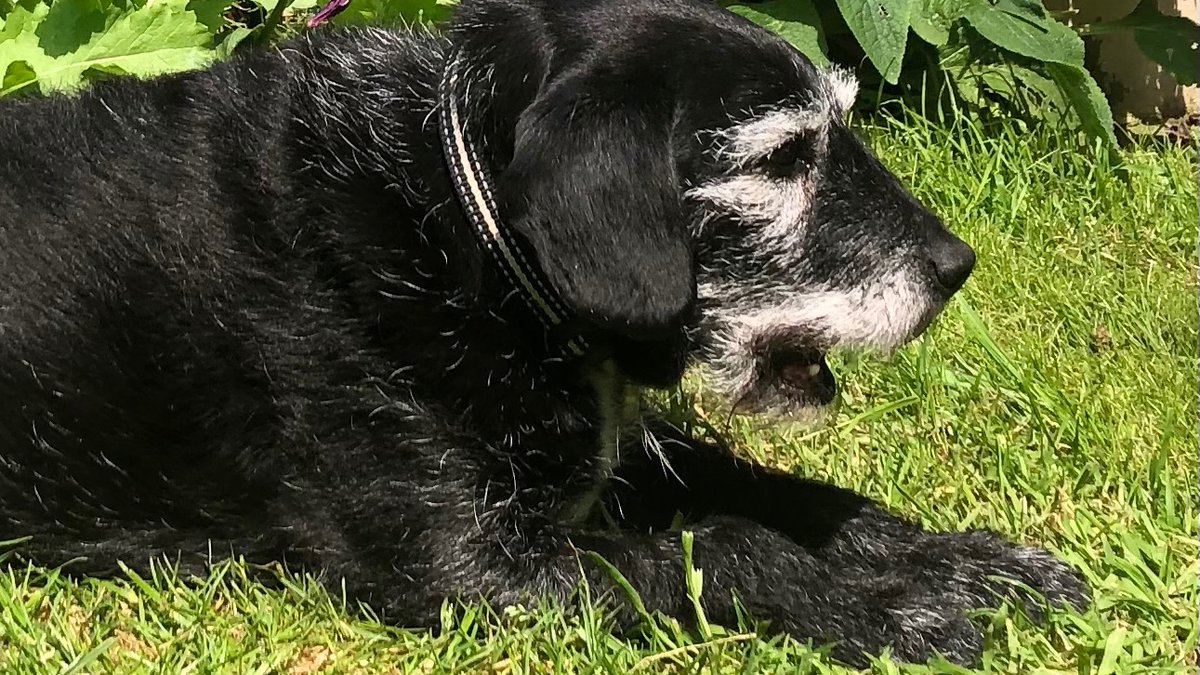 Tilly Collins (@polytilly) on Twitter photo Calling all dog and cat owners…. One of our MSc students needs your help to understand how we take decisions about some of the medications we give our pets - do take the 15 min survey here: imperial.eu.qualtrics.com/jfe/form/SV_9o… <a href="/Grantham_IC/">Grantham Institute Imperial</a> <a href="/IC_CEP/">Centre for Environmental Policy, Imperial</a> <a href="/Sustainable_ICL/">Sustainable Imperial</a> Calling all dog and cat owners…. One of our MSc students needs your help to understand how we take decisions about some of the medications we give our pets - do take the 15 min survey here: imperial.eu.qualtrics.com/jfe/form/SV_9o… <a href="/Grantham_IC/">Grantham Institute Imperial</a> <a href="/IC_CEP/">Centre for Environmental Policy, Imperial</a> <a href="/Sustainable_ICL/">Sustainable Imperial</a>