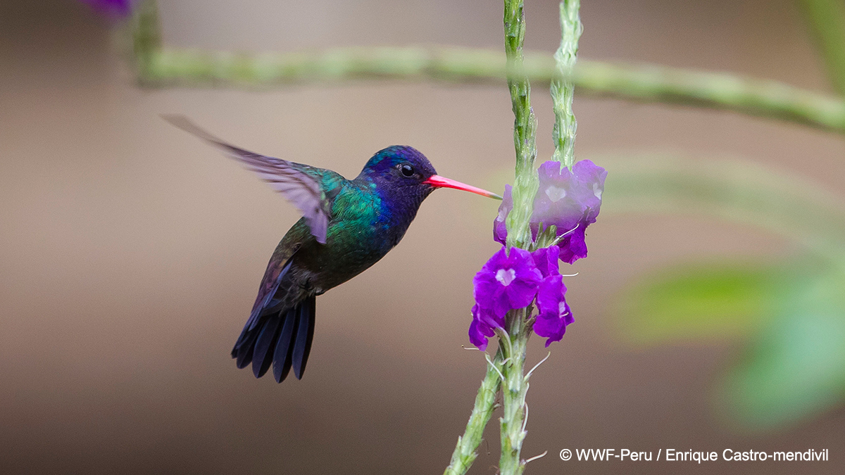 Bonne Journée mondiale des oiseaux migrateurs ! Ces oiseaux 🦅🐦🦆🦢🐧 connectent les écosystèmes, les gens & les pays. Protégeons leurs voies de migration intercontinentales, qui incluent des sites d’escale essentiels. worldmigratorybirdday.org/migratory