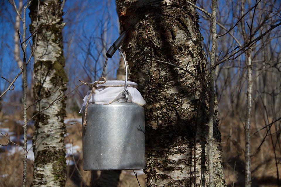 @FredDiBiase247 In ancient times, the birch tree was considered a sacred tree. Since 2012, I have been intensely interested in the tapping and fermentation of the valuable birch sap in April, and I have learned to appreciate this tree that has such wonderful healing power. Almost all parts of…