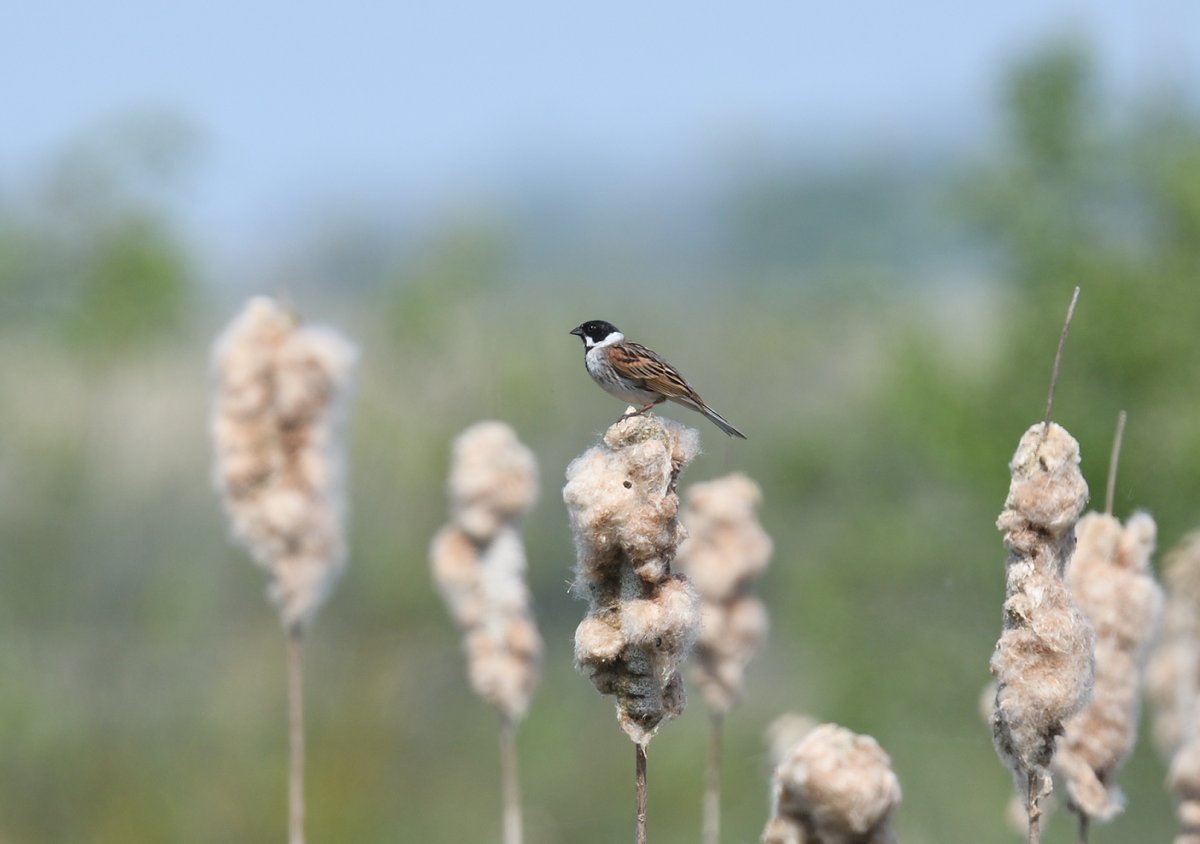 Spent a few hours at RSPB Greylake looking for the Montague's Harrier. It showed once, at a big distance. Other nice things...Bittern flyover, Water Vole (missing an eye), Cuckoo, Yellow Wags, Reed Bunts and fellow birders. @Natures_Voice @somersetbirds