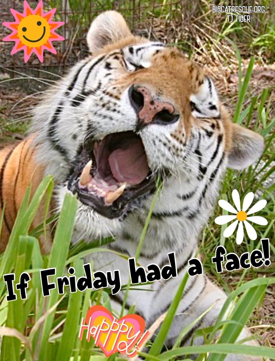 “If Friday had a face!” #TJTiger #BigCatRescue #BigCats #Tiger #Friday #FridayVibes #Smile #Happy #HappyDay #Weekend #WeekendVibes #Quote #Memes #Quotes #Funny #Fun #Cute #CaroleBaskin