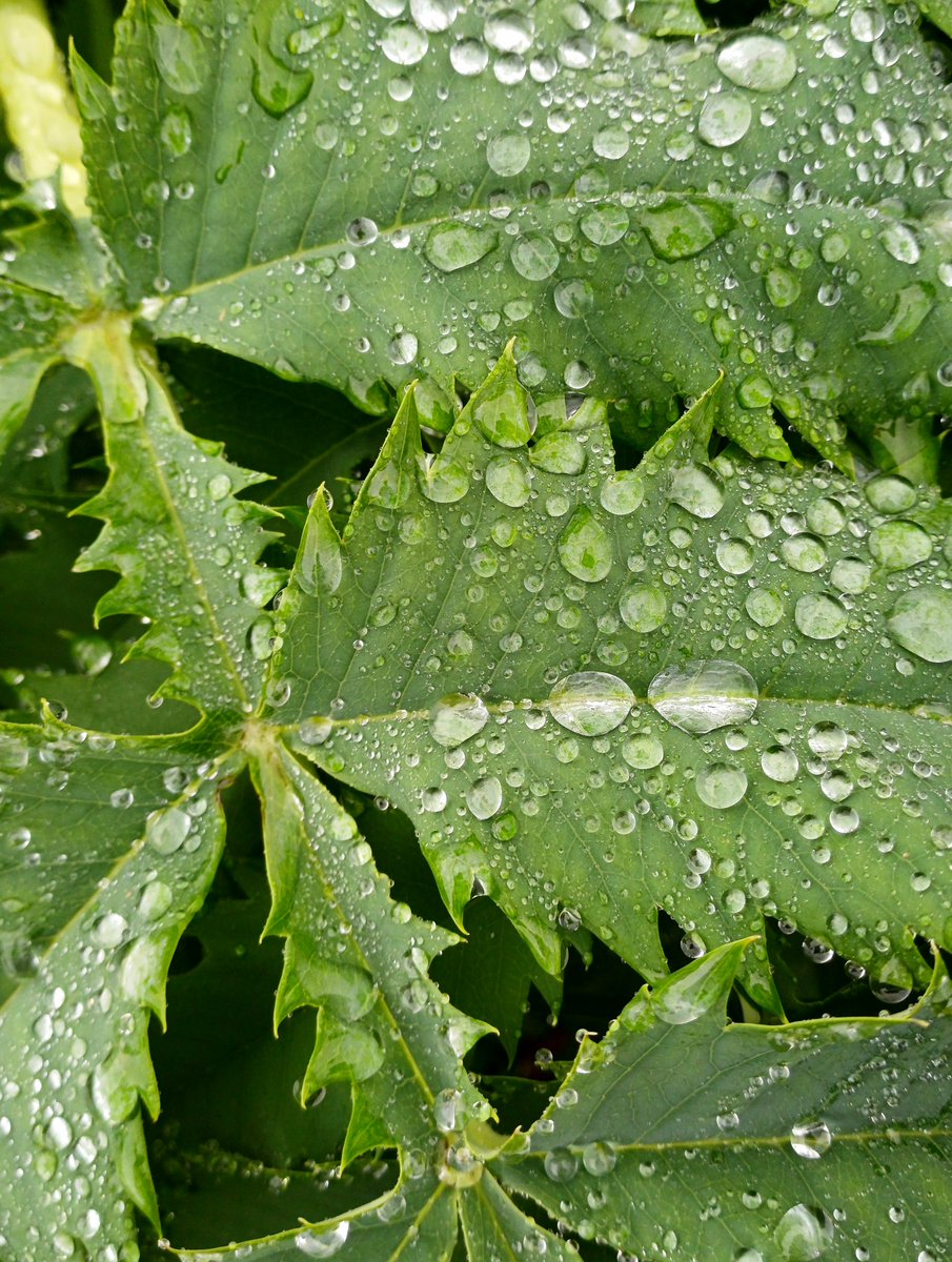 Fresh 🌱

#fresh #aftertherain #raindropsonplants #green #wheretheskymeetstheland 

instagram.com/p/C6yuQD-NjsX/