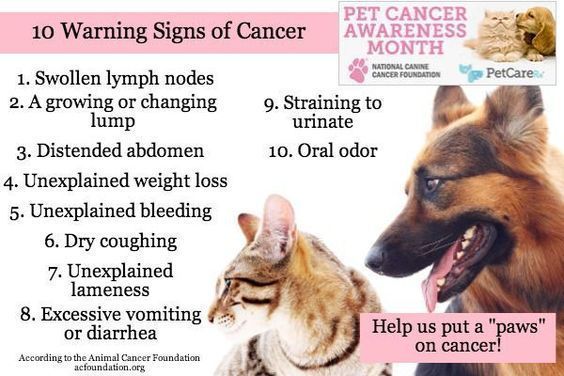 Consider these 10 common signs of #petcancer however there are more. For vet-approved info on lumps and bumps in pets: bit.ly/4b07FGS . . . . #PetCancerAwarenessMonth #Cancer #DogCancer #CatCancer #Tumor #DogTumor #CatTumor #NationalPetCancerAwarenessMonth #PetHealth
