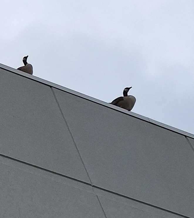 THE GEESE ARE BACK AND THEYRE ON THE ROOF THEY WONT STOP HONKING HELP
