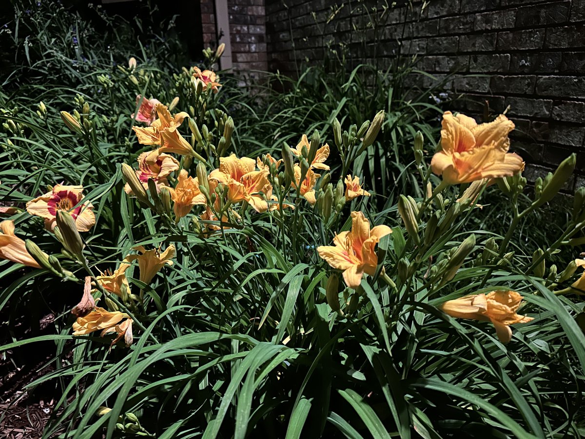 Your daily daylily (early am, edition).