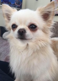 #LOST #DOG ENZO 
Older Adult #Male #Chihuahua White Long Coated
#Missing Last seen at house in garden 
#Dudley #DY2 Central
Thursday 9th May 2024 
#DogLostUK #Lostdog #ScanMe 

doglost.co.uk/dog/192107