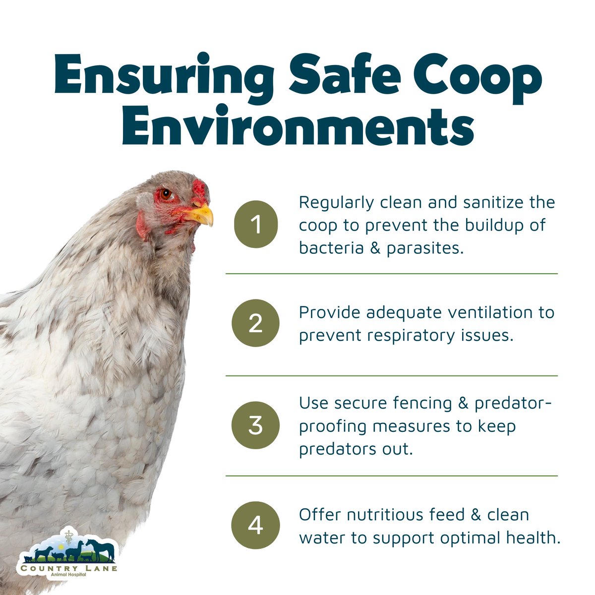 Ensure your feathered friends thrive with these coop safety tips! 🐔✨ #PoultryProtection #HappyHens