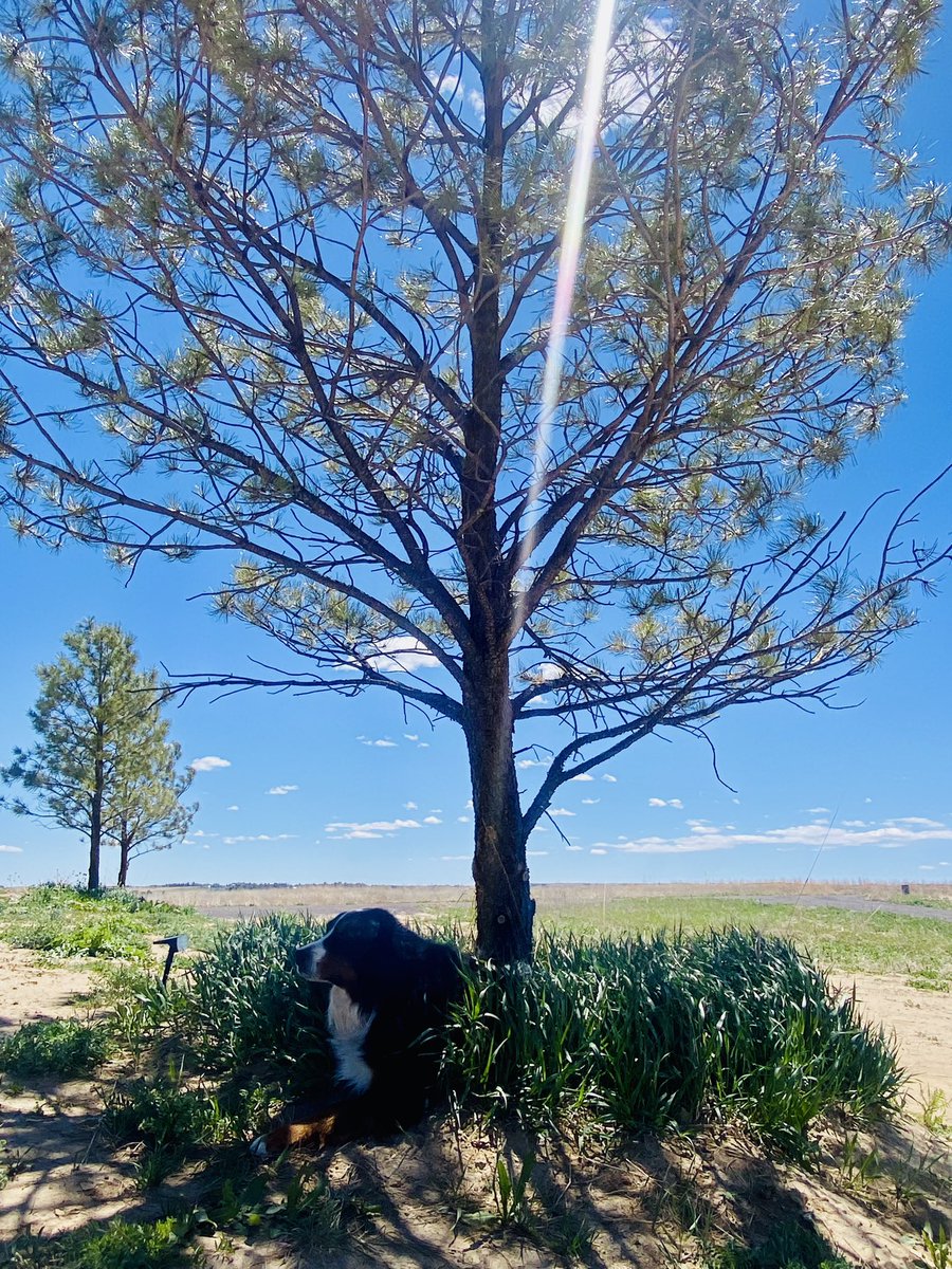 They say all dogs go to heaven… and if you have a dog, that was the greatest of all time like our Vin Scully, then you know exactly what I mean. We lost this beautiful boy after a long struggle with cancer and while devastating …so grateful for the almost 8 years we had with