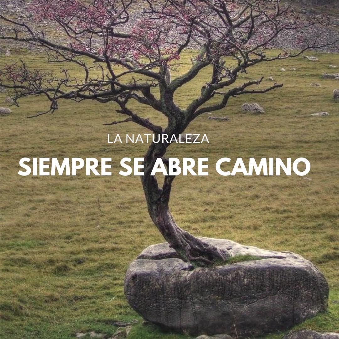 La naturaleza siempre se abre camino si la dejamos.