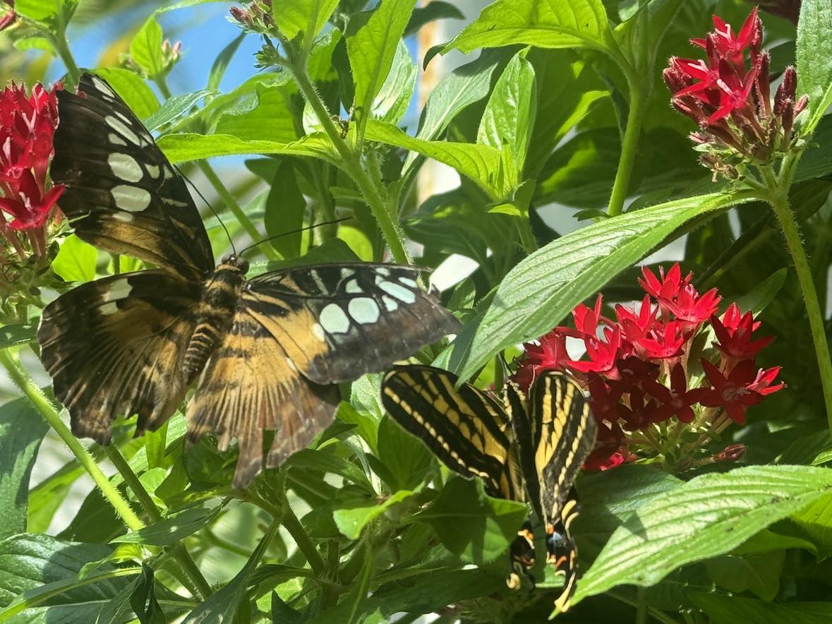 We visited a Butterfly Conservatory in Key West, Florida. It was like entering another world. The butterflies were darting all around you while being immersed in this exotic garden with lots of colors. It was very uplifting because the atmosphere was so nice.

I realized that…