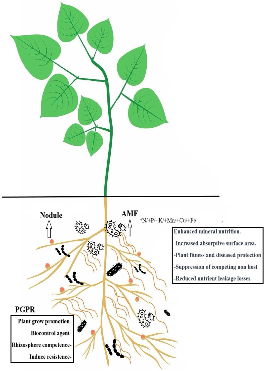 ***NEW*** Optimizing chickpea growth: Unveiling the interplay of arbuscular mycorrhizal fungi and rhizobium for sustainable agriculture Muhammad Waqas Yonas & Shoaib Zawar🇵🇰 #soil #research @Soil_Science @wileyearthspace @ejsoilscience bsssjournals.onlinelibrary.wiley.com/doi/full/10.11…