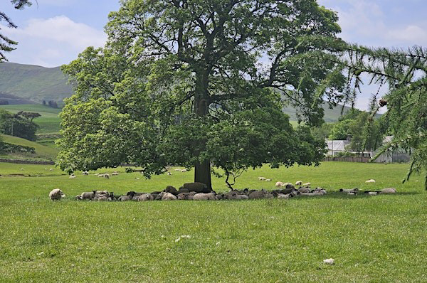 Join us for an exciting morning at our research farm, #Glensaugh, as part of this year’s Agroforestry Open Weekend. View #agroforestry plots on a guided walk around the farm, while learning about our FARM TREE project. 🕙 10:00 am | 📅 19 May 🎫: bit.ly/4bykXu0