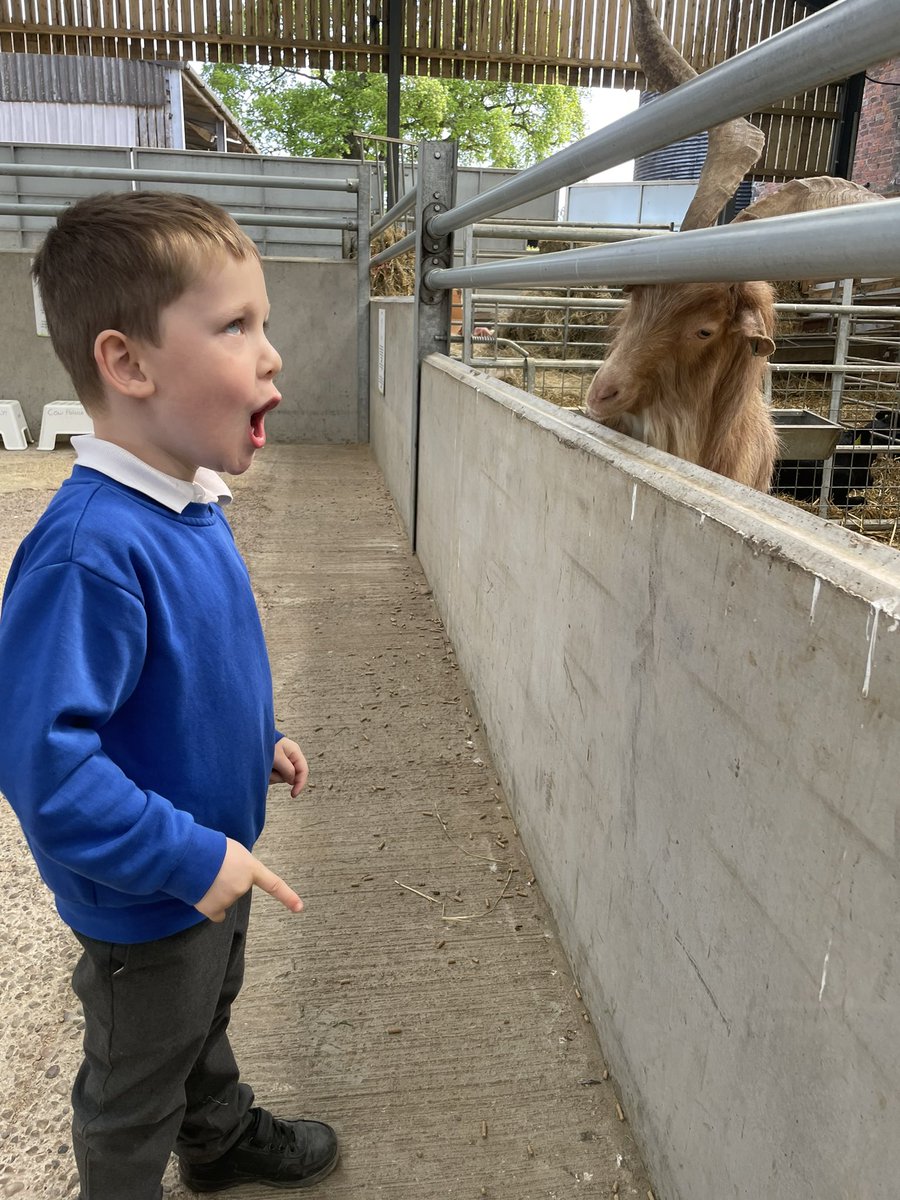 We had the most amazing time at Bluebells Dairy Farm on Wednesday! The children were so brave feeding the animals, were fascinated when they saw a cow being milked, and loved tasting their famous ice cream! 🐄#DREAMers @ashwood_spencer @satrust_