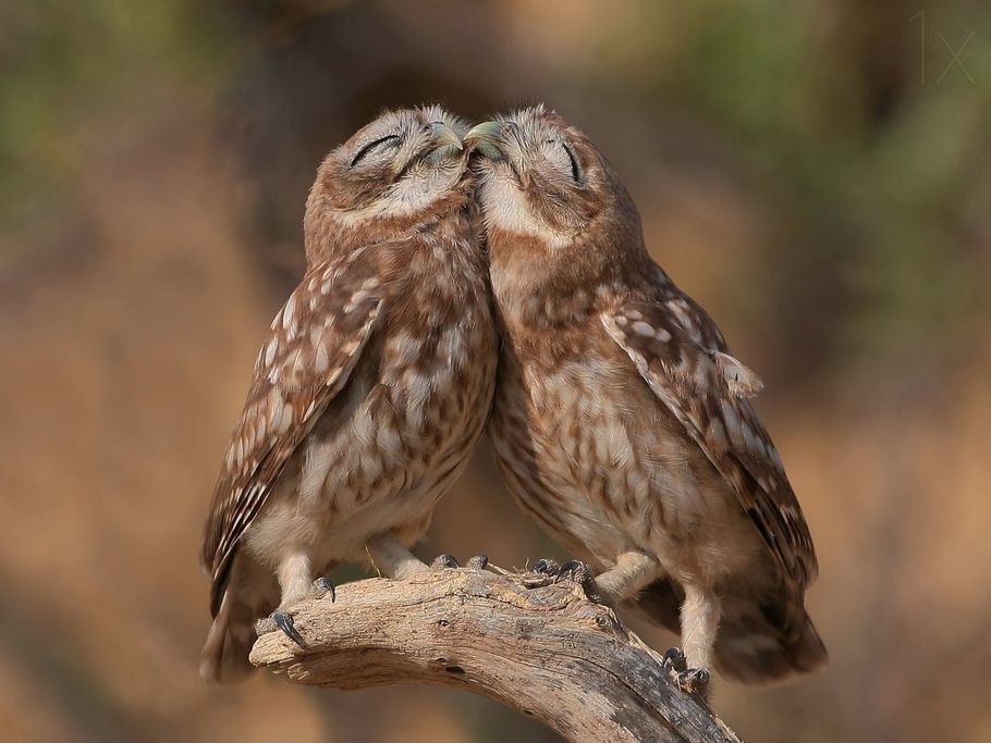 Little Owl
#birds #birdwatching #NaturePhotography #wildlifephotography