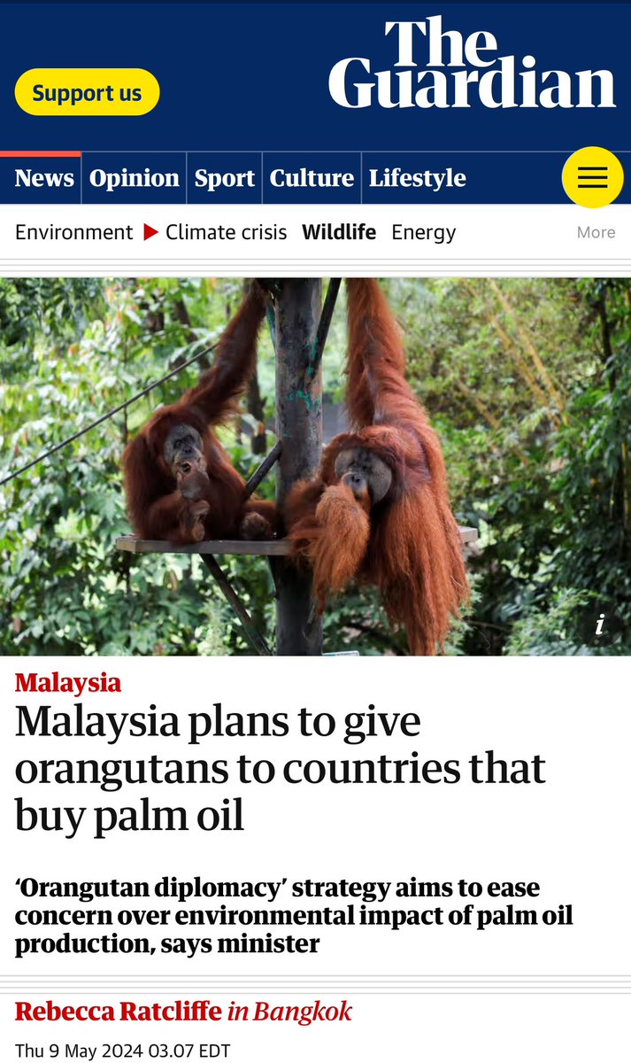 SHAME😡@joharighani wants to give away #orangutans to countries which buy #palmoil. They’re endangered because of palm oil of which @MalaysiaMFA is a HUGE contributor. 🦧are NOT things! #BanPalmOil @JoeBiden @JustinTrudeau @RishiSunak @EmmanuelMacron @AFP 
theguardian.com/world/article/…