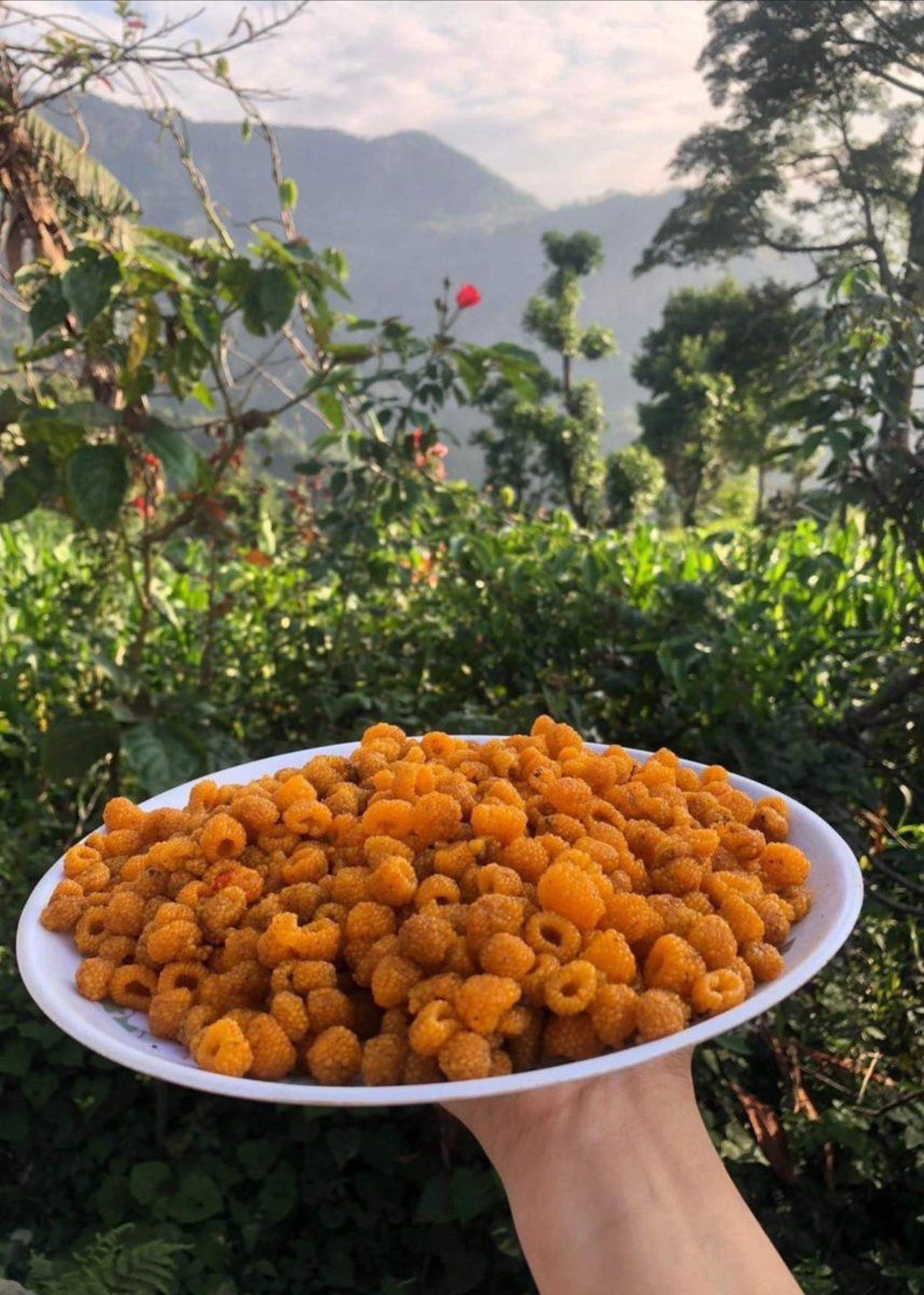 A fond part was when I nearly yet blissfully intoxicated myself from excessively devouring Aienselu (Himalayan golden raspberries), also known as Hisalu in Uttarakhand). Sweet times!