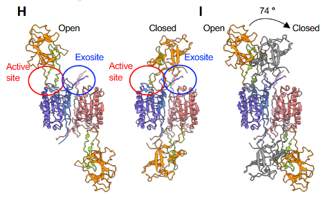 yingdong01's tweet photo. 2/7 We revealed two major forms of binding, where two binding interfaces (active site and exosite) are involved differently. To figure out the roles of these two interfaces, we performed mutagenesis studies. https://t.co/R2UPNneIia