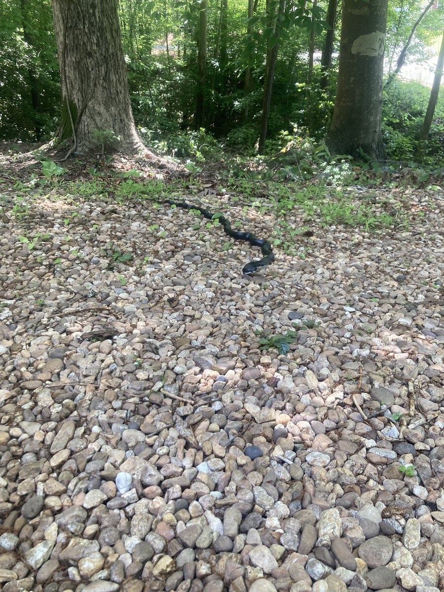 this morning I got visited by the snake I saved from a glue trap a few months back. I screamed a little then was like, “oh hey baby, enjoying the weather?” she’s so cute. good luck for the day.