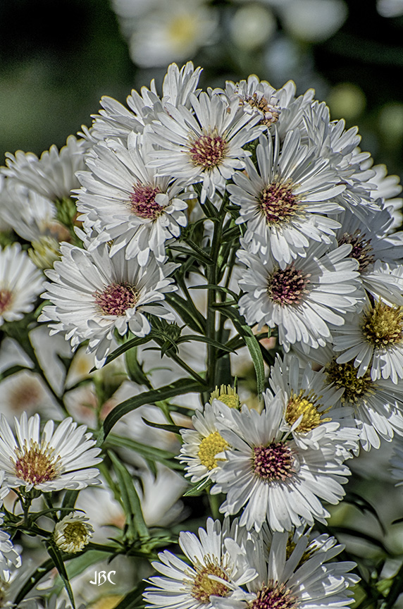 how about a white #FloralFriday with these #Flowers from @GambleGarden 

#JBCFlowers