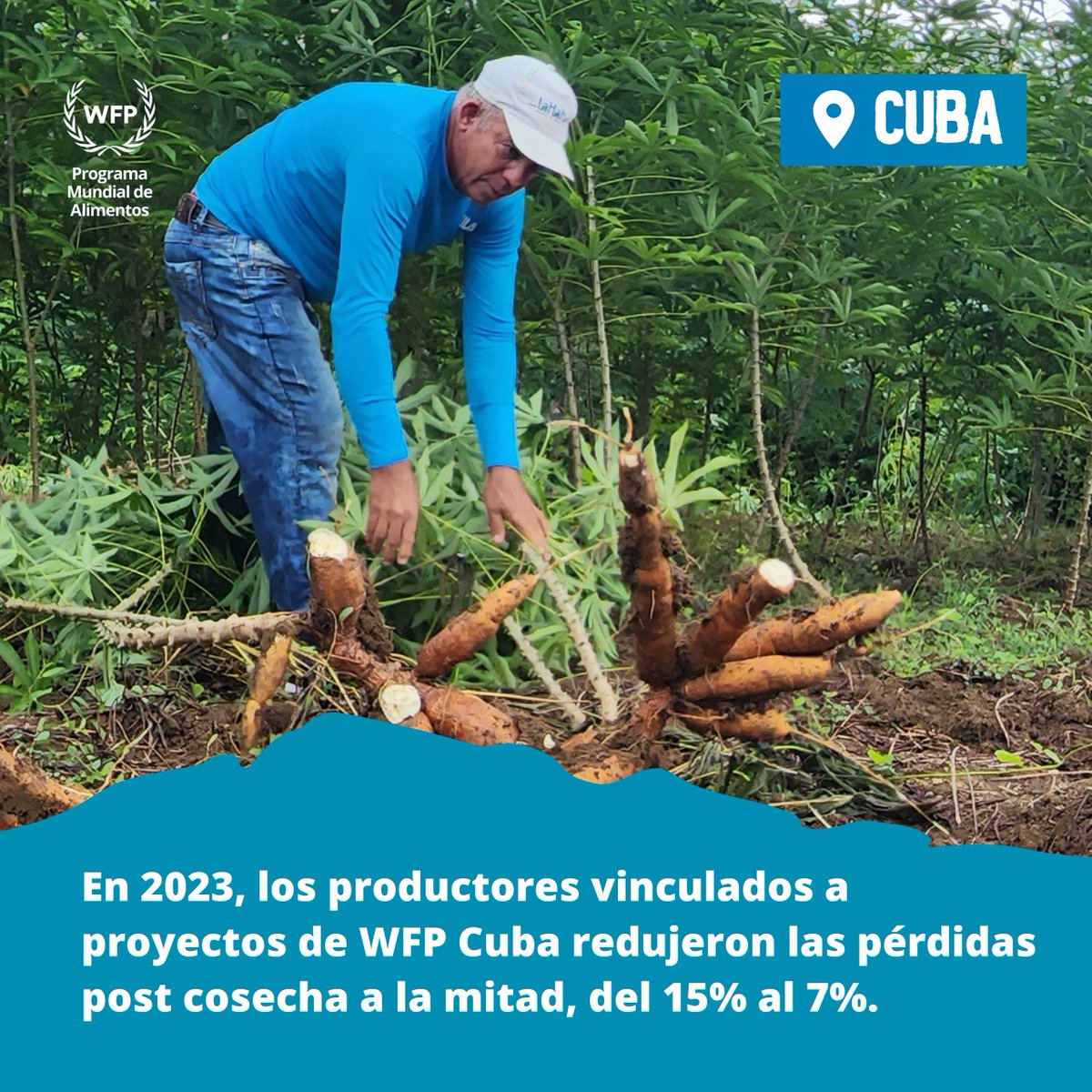 🌍¿Sabías que, en el mundo, la pérdida y desperdicio de alimentos ascienden a cerca de un 30%?

🇨🇺En Cuba, apoyamos a los productores con técnicas y recursos para cosechar, almacenar y transportar alimentos de manera más eficiente y reducir las pérdidas post cosecha.🍲#ActúaAhora