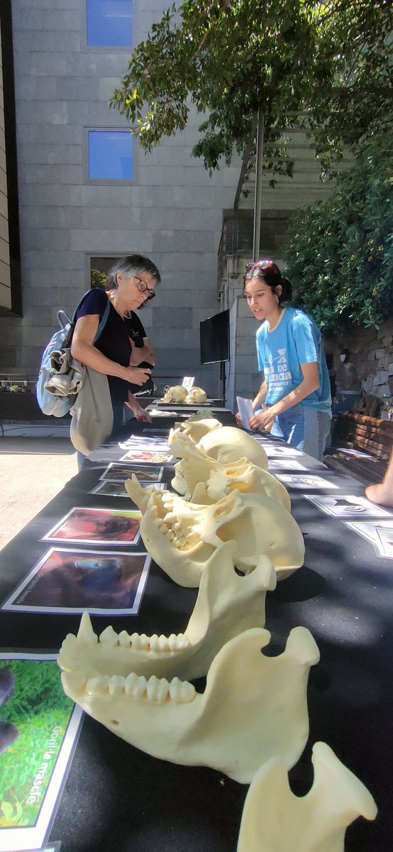 Molt bon primer dia a la X Festa de la Ciència @UBDivulga @UniBarcelona Tots som Primats! @FacPsicoUB @UBneuroscience Demà més 🦧🐒🦍