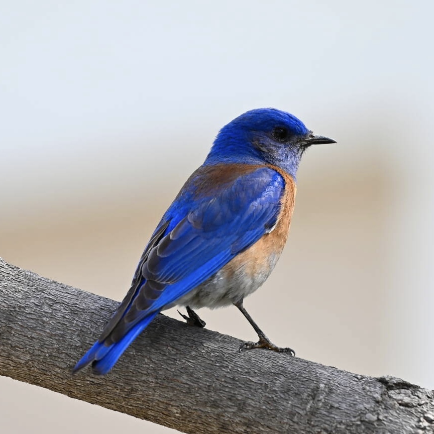 🇺🇸 Une nouvelle espèce d'oiseaux bleus, jusqu'ici inconnue, a été photographiée pour la première fois aux États-Unis ! Il s'agit d’un monticole merle bleu : c'est la première observation officielle de cette espèce aux États-Unis ! 🐦 (GEO) 📸 Camille Moreau