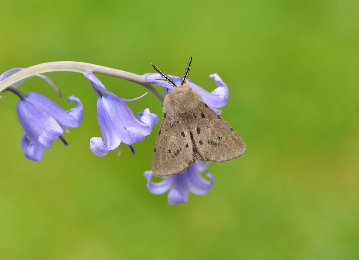 Muslin Moth from my garden last night @BC_Yorkshire @savebutterflies @BritishMoths @teesbirds1 @nybirdnews @teeswildlife