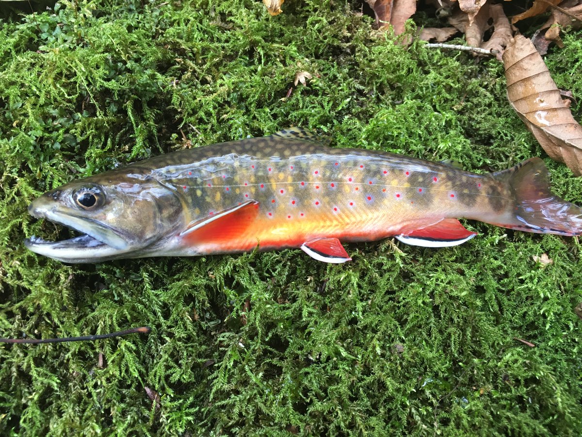 Understanding a population's resilience to disturbance is crucial in ecology and fisheries management. This study from @WestVirginiaU explores how genetics can affect resilience in eastern Brook Trout populations + why genetics may not tell the whole story bit.ly/4dJqXlM